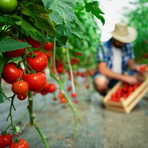 Choroby a škůdci rajčat: ochrana úrody pro bohatou sklizeň