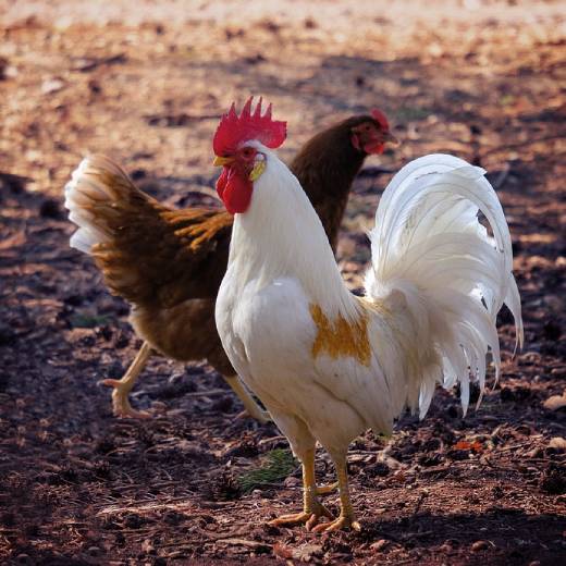 Slepice vs brojler: jaký je rozdíl?