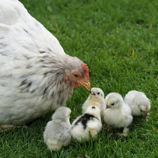 Slepice Dominant kropenatá