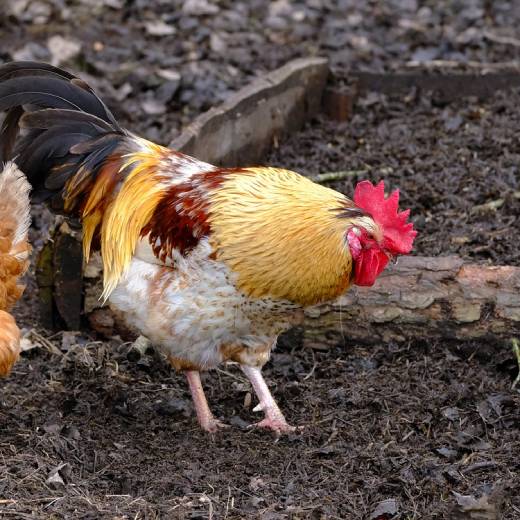 Co dělat, když slepice kulhá?