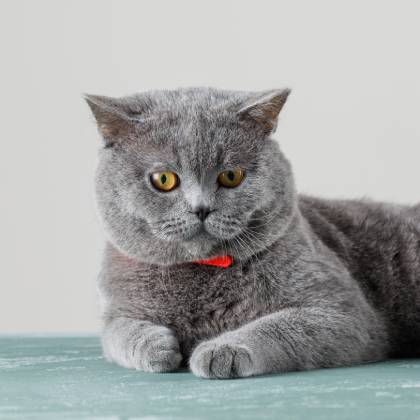 Škrabadla pro těžké kočky: robustní řešení pro vaše mazlíčky