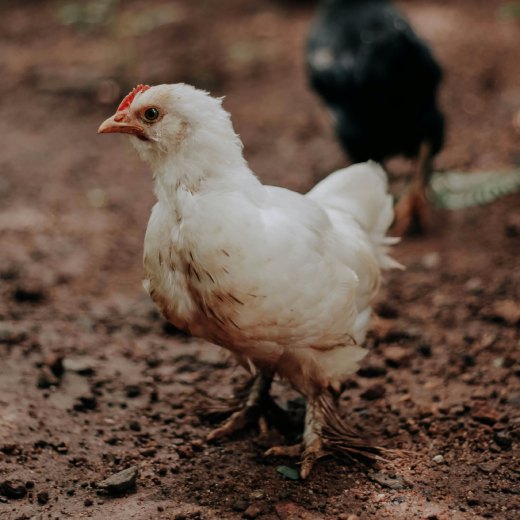 Jakou teplotu potřebují brojleři?