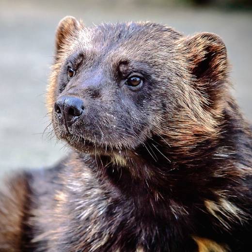 Jak vypadá trus kuny?