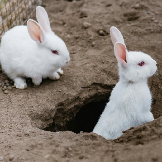 Jak vybrat tunel pro králíky?