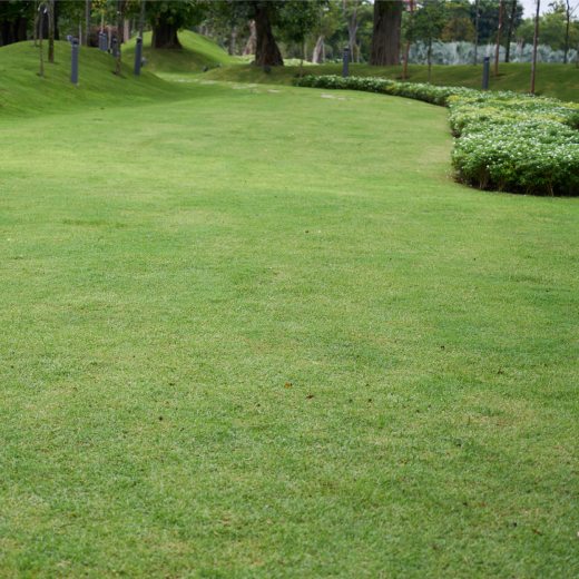 Vápnění trávníku