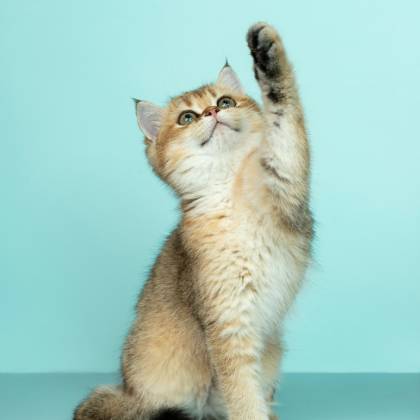 Velká škrabadla pro kočky: kompletní průvodce majitele koček