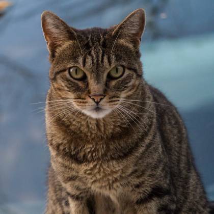 Velké škrabadlo pro kočku: průvodce výběrem