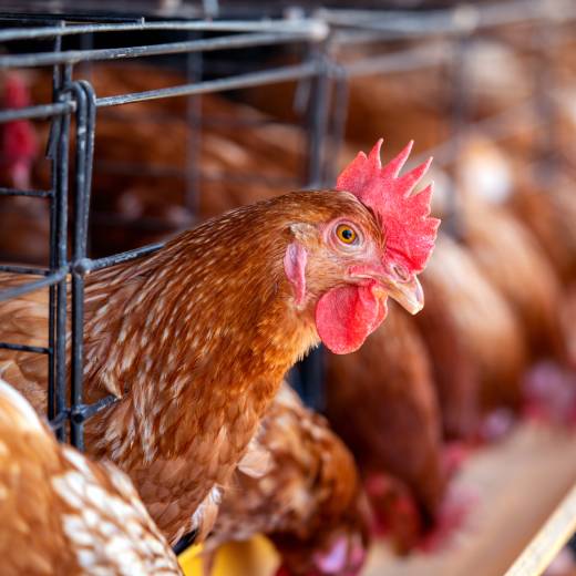 Proč si koupit velký kurník pro slepice?