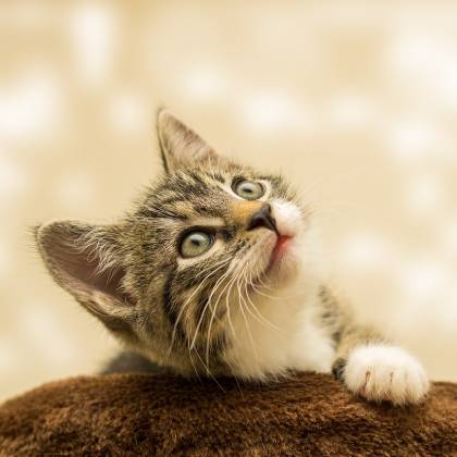 Jak vybrat ideální venkovní škrabadlo pro vaši kočku?