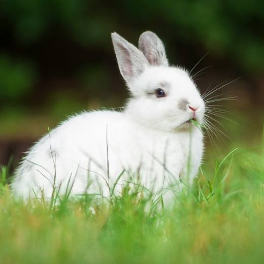 Vitamíny pro králíky: jak zajistit zdravou a vyváženou stravu?
