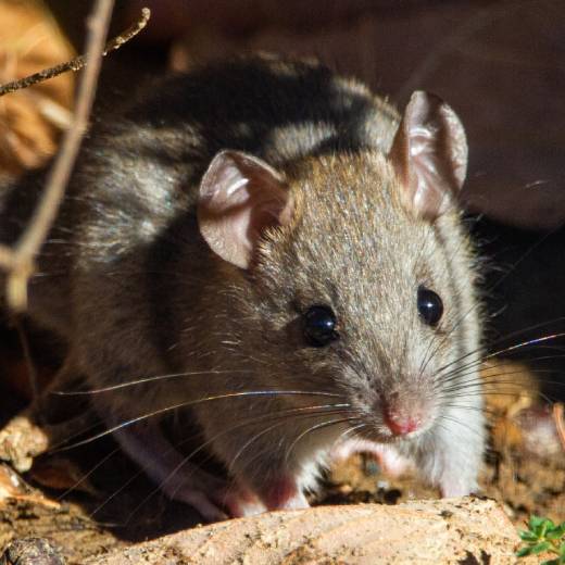 4 tipy na vyhubení potkanů, které pomůžou!