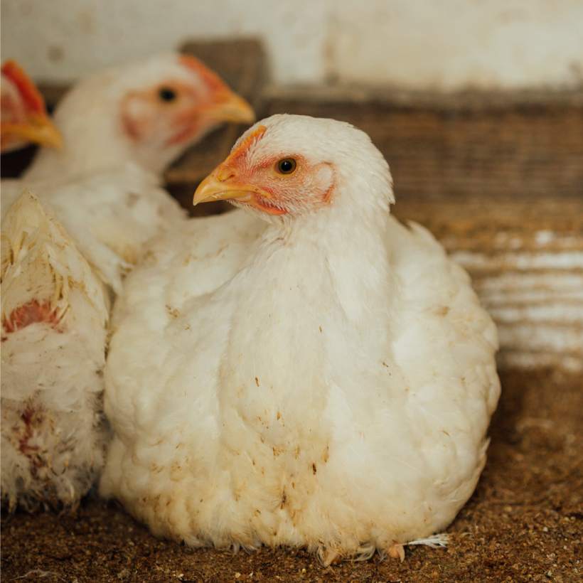 Výkrm brojlerů: návod krok za krokem