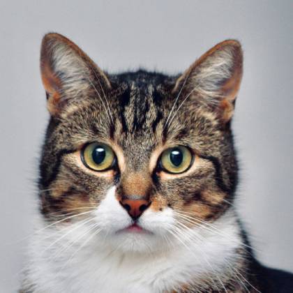 Škrabadlo pro kočky o výšce 160 cm: jak vybrat?