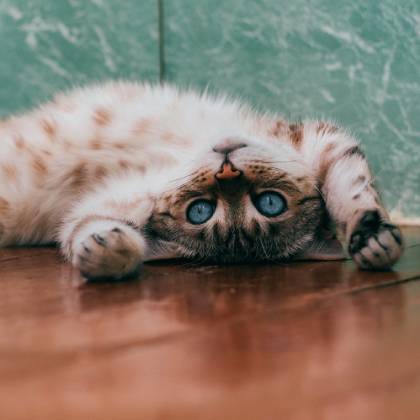 Vysoké škrabadla pro kočky: kompletní průvodce