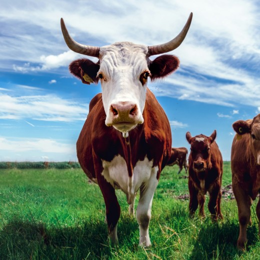 Žaludek krávy: Zázrak trávení rostlinné potravy