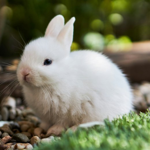 Zuby králíka: jak se starat o zdravý chrup svého mazlíčka