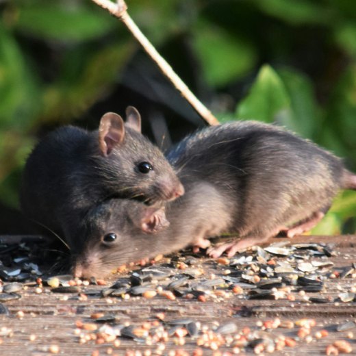 Zuby krysy: jak rostou a proč jsou nebezpečné?