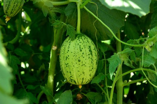 jak-pestovat-melon