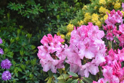rododendron