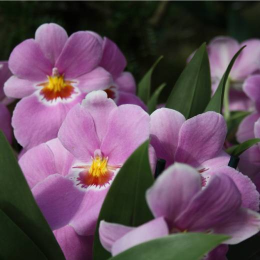 domaci-hnojivo-na-orchideje