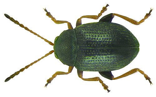 Kedlubny Skudci (může vést, napadení může, napadení může vést, Silné napadení může) Kedlubny Skudci