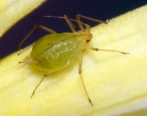 Kedlubny Skudci (může vést, napadení může, napadení může vést, Silné napadení může) Kedlubny Skudci