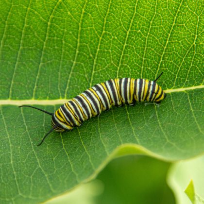 Kedlubny Skudci (může vést, napadení může, napadení může vést, Silné napadení může) Kedlubny Skudci