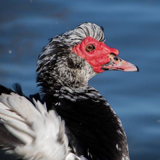 kachna-pizmova-Cairina-moschata