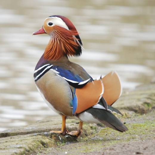mandarinska-kachna-Aix-galericulata
