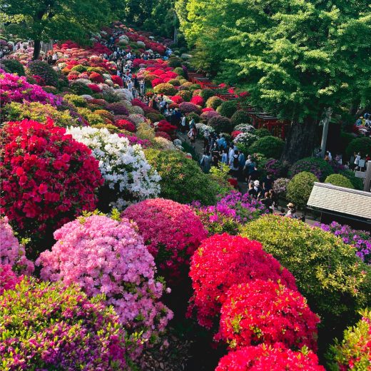 Kdy Hnojit Rododendrony (může vést, kořenového systému, hnojení rododendronů, obsahem dusíku, podzimní hnojení) Kdy Hnojit Rododendrony