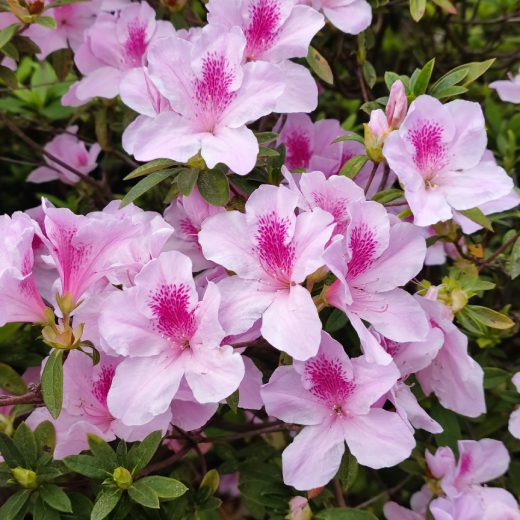 Kdy Hnojit Rododendrony (může vést, kořenového systému, hnojení rododendronů, obsahem dusíku, podzimní hnojení) Kdy Hnojit Rododendrony