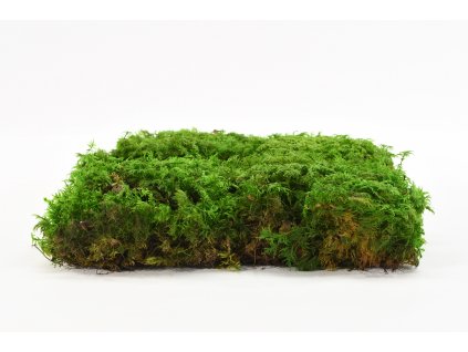 Stabilizovaný kapradinový mech (Fern Moss) Canopy | Zelený | 36x36cm