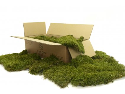Stabilizovaný mech Long Moss Canopy | Zelený | 36x36cm
