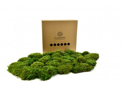 Stabilizovaný vlasový mech (Hair Moss) Canopy | Světle zelený | 36x36cm