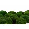 Stabilizovaný kopečkový mech (Ball Moss) Canopy | Přírodně zelený | 100 g