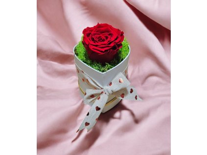 ČERVENÁ ŽIVÁ RUŽA