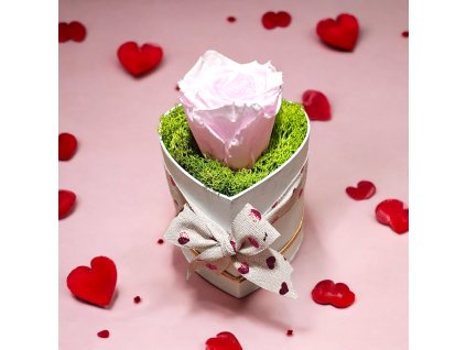 ŽIVÁ RUŽOVÁ RUŽA