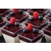 panna cotta s přelivem z lesního ovoce