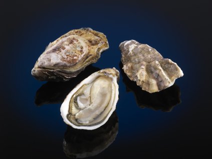 Spéciale Krystale open