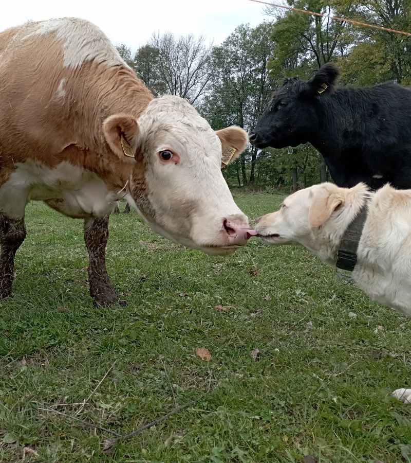 Poznejte býčí farmu Bílkovi