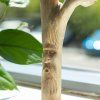 Ruční vyřezba parazitického dřeva - Zelený muž