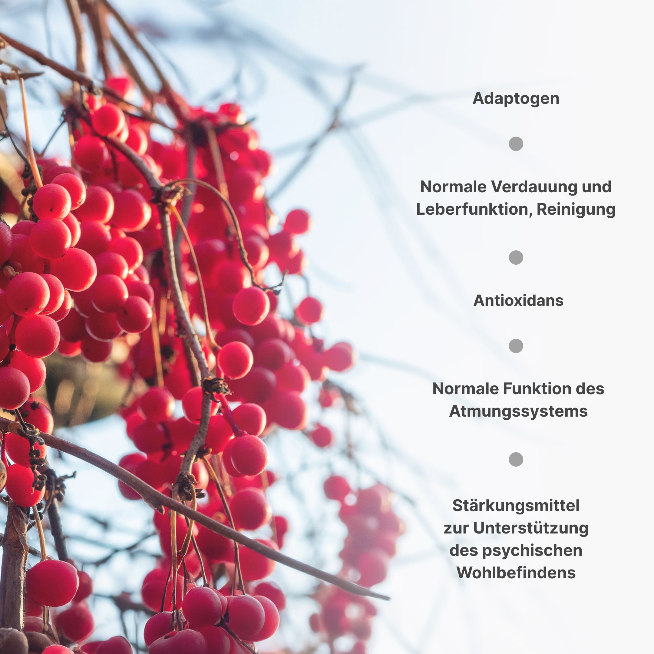 schisandra