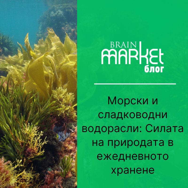 Морски и сладководни водорасли: Силата на природата в ежедневното хранене