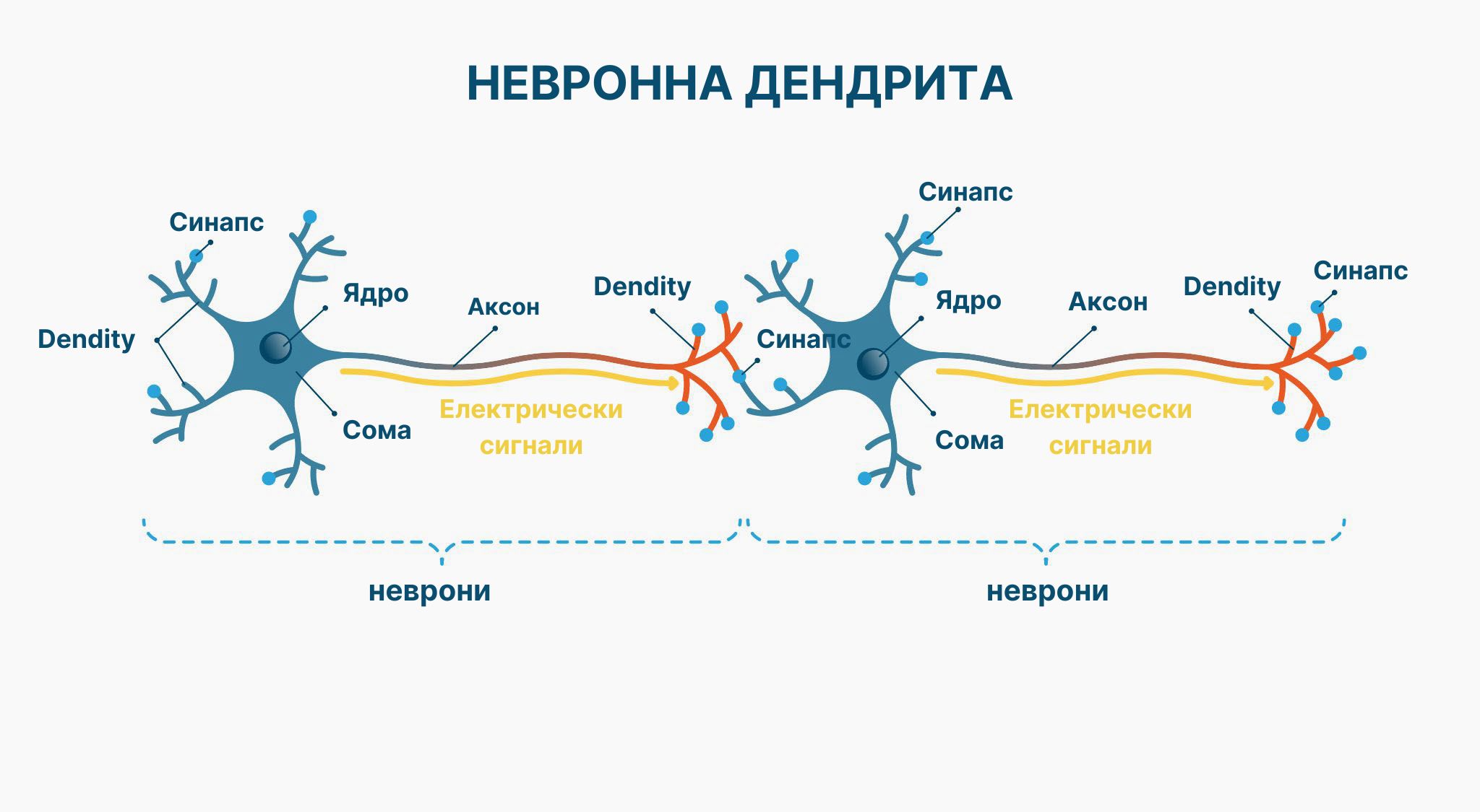 Samurai Focus neurony (sirka)