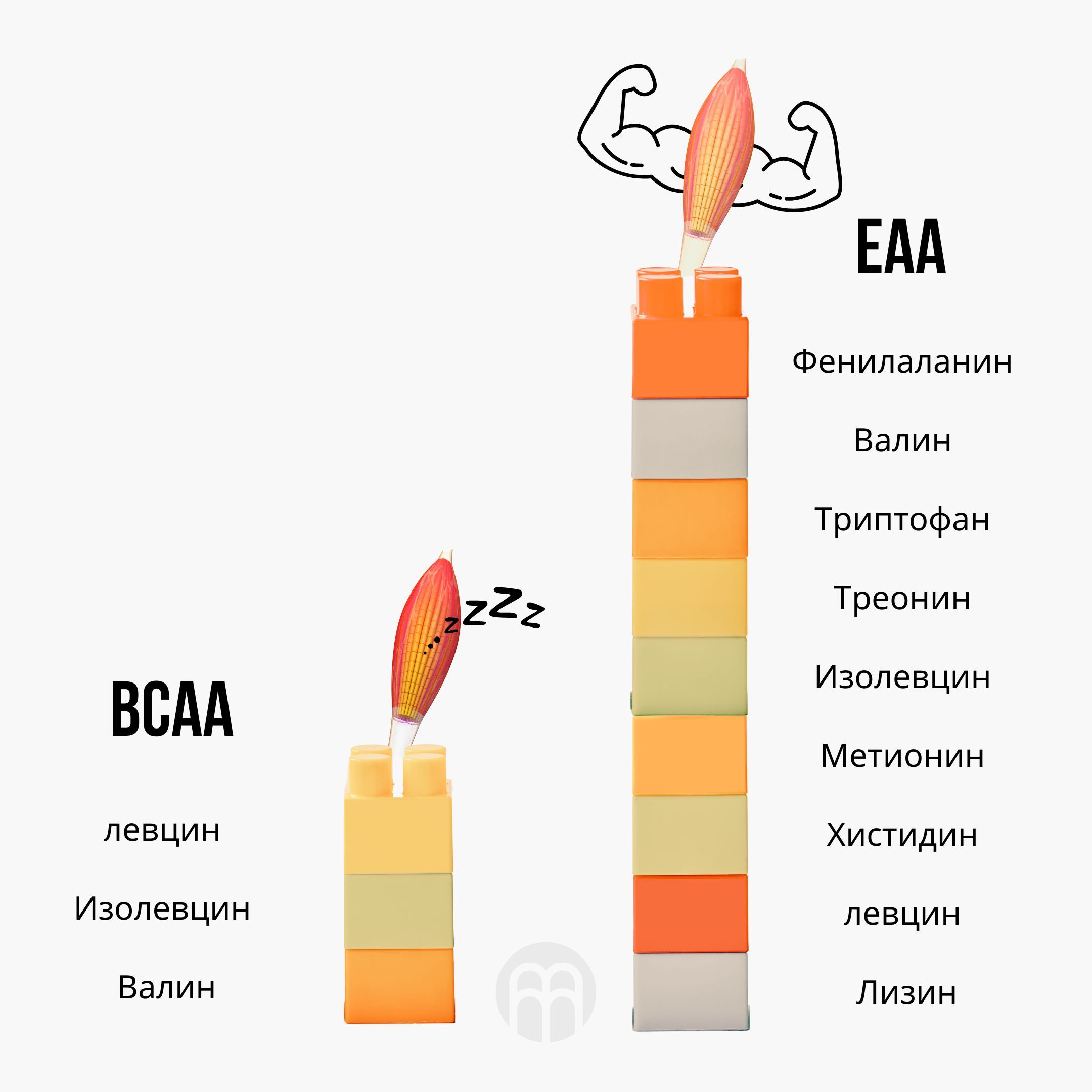 (Bulharčina) BCAA vs EAA