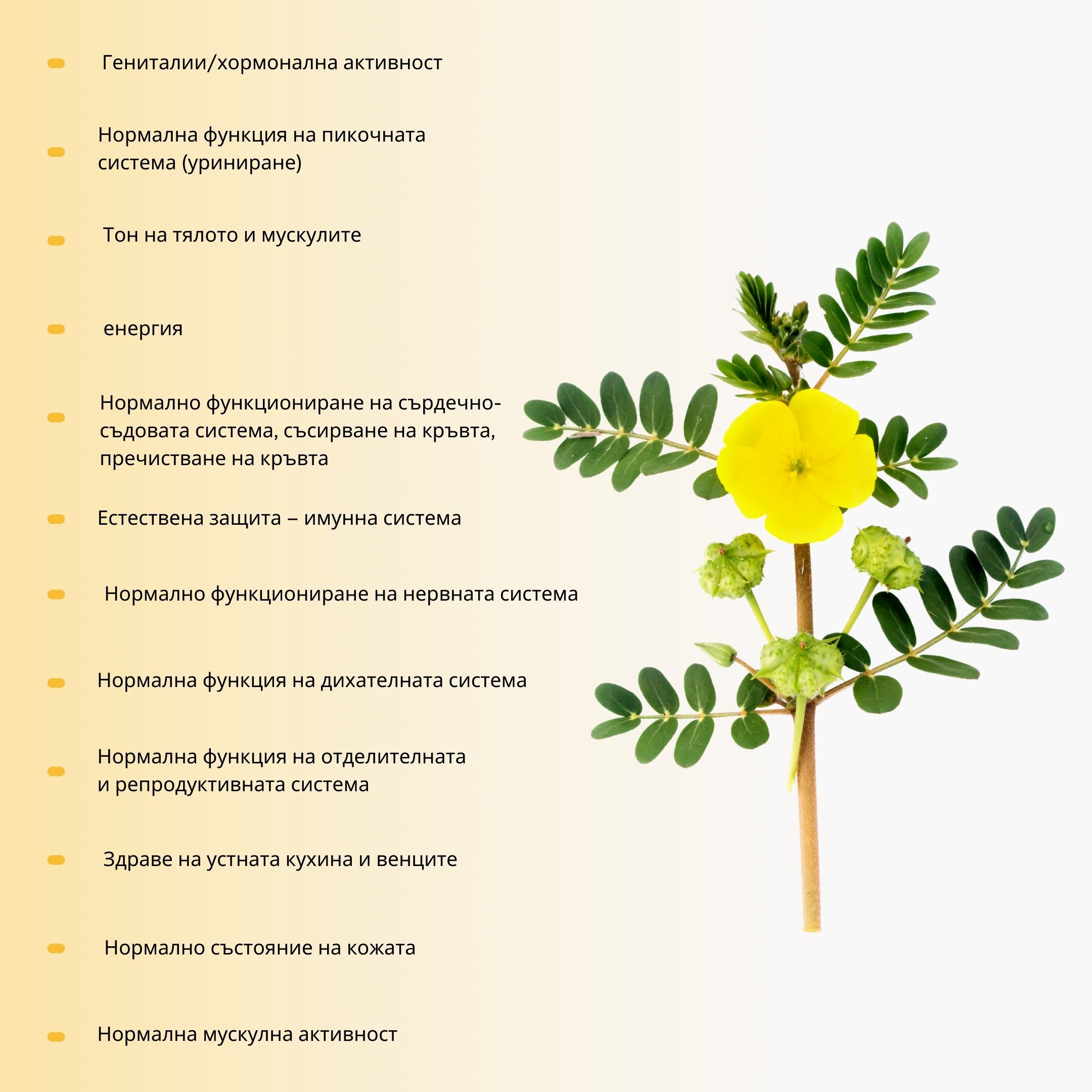 (Bulharština)