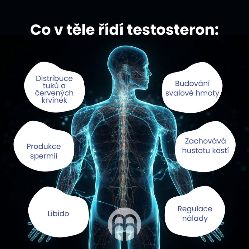 Test0steron - hormon potence a plodnosti