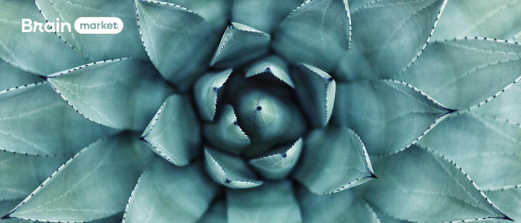 Inulin z agáve: jak ho zařadit do jídelníčku