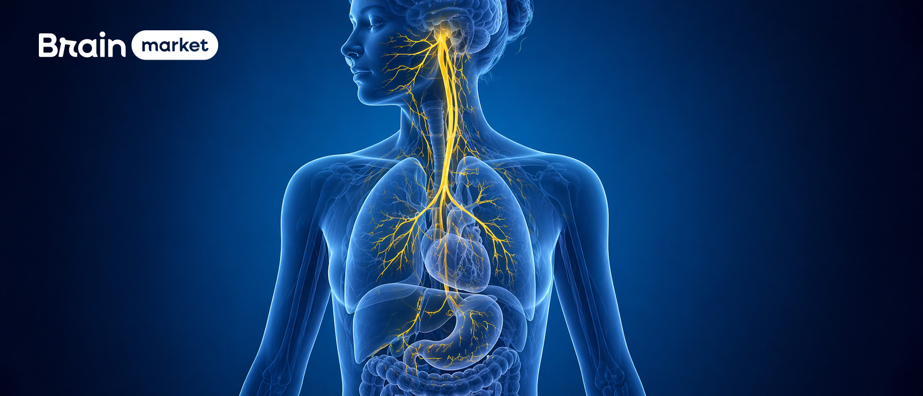 Nervus vagus: role bloudivého nervu a jeho stimulace