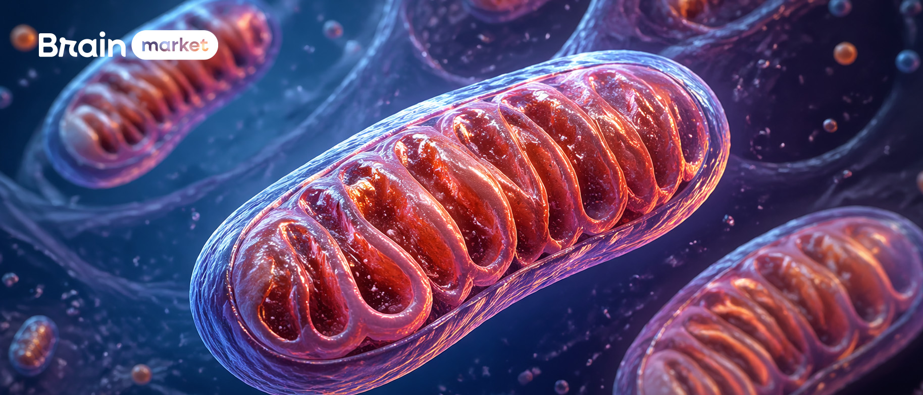 Mitochondrie: Energetické centrály buňky a jejich klíčová role v těle